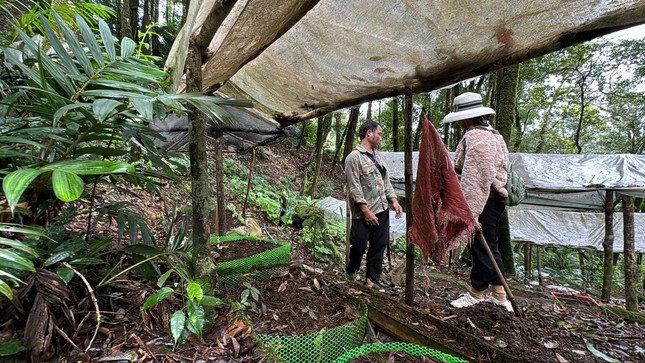 Chủ vườn bàng hoàng khi bị trộm 300 gốc sâm Ngọc Linh trong đêm - Ảnh 5