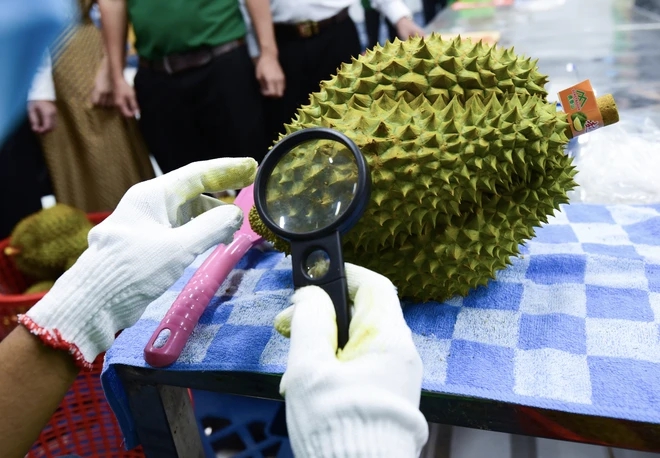 Việt Nam có loại quả mà Trung Quốc cần tới hơn 1,4 triệu tấn mỗi năm: Nước ta vừa lập kỷ lục "đỉnh nóc" - Ảnh 2