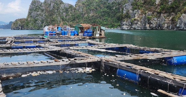 Người nuôi trồng thủy hải sản Vân Đồn làm lại từ con số không