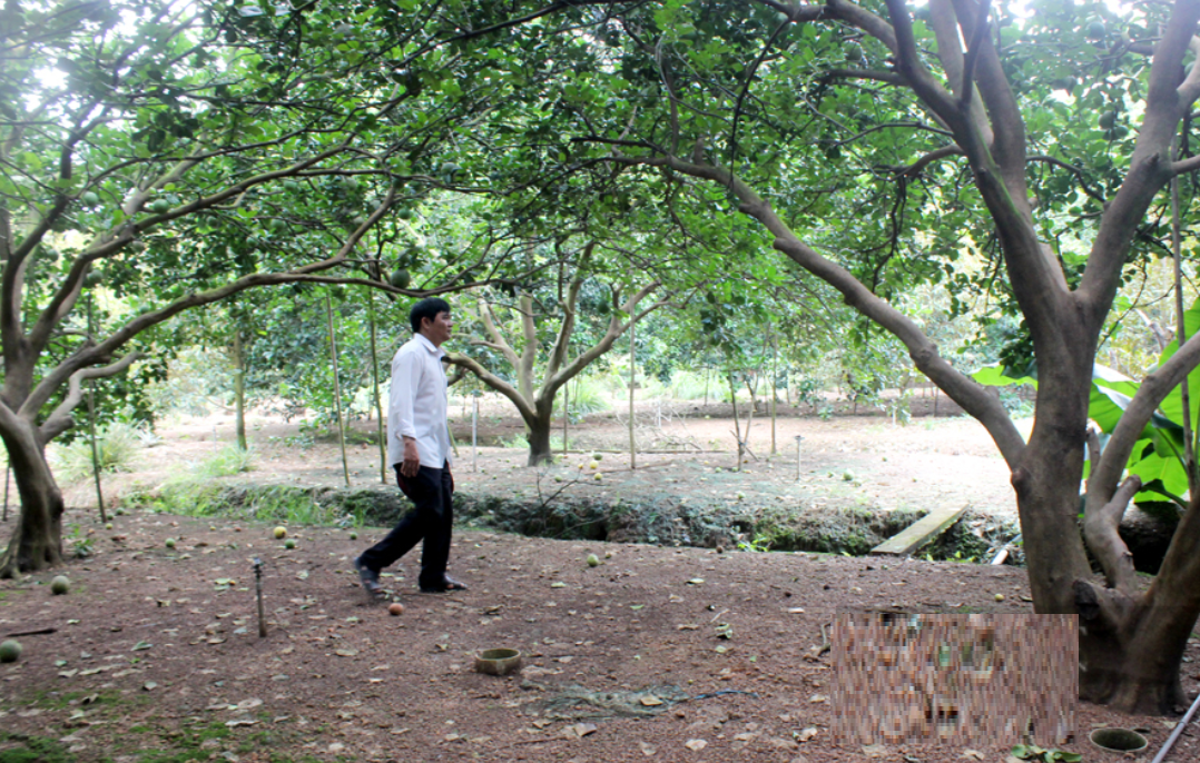 Ông nông dân trồng "loài cây quen thuộc" thu lãi nhẹ nhàng 2 tỷ đồng/năm - Ảnh 1