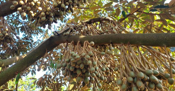 Người nông dân biến vùng đất hoang đầy sỏi đá, khô cằn thành "đất vàng", thu lời 4 tỷ đồng/năm