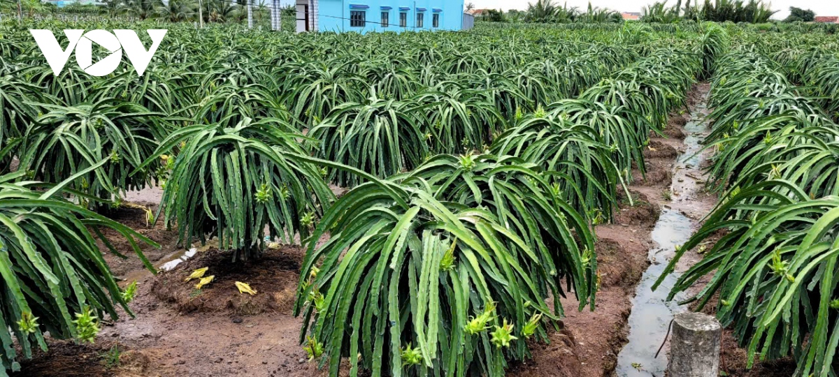 Trái thanh long vụ thuận vẫn cho lãi hơn 10.000 đồng/kg - Ảnh 2