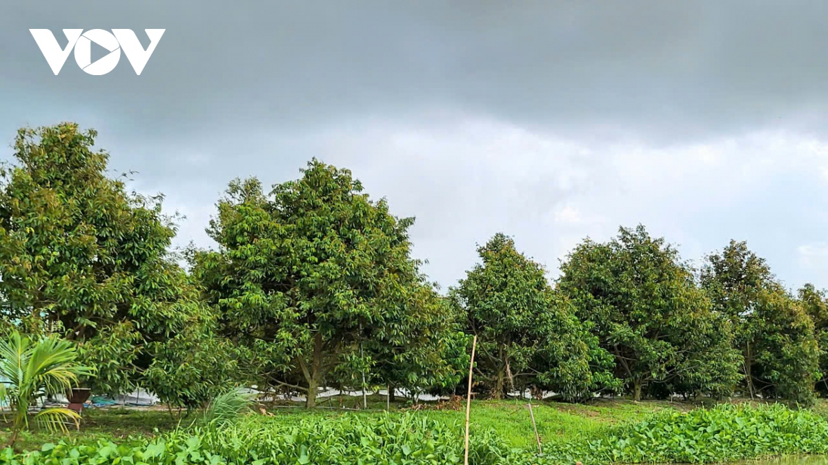Giá cây sầu riêng giống tăng mạnh do cung không đủ cầu - Ảnh 1