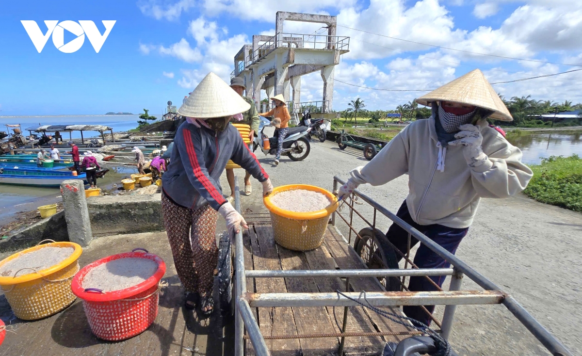 Người dân Cà Mau kiếm 2-3 triệu đồng/ngày nhờ khai thác ruốc biển - Ảnh 10
