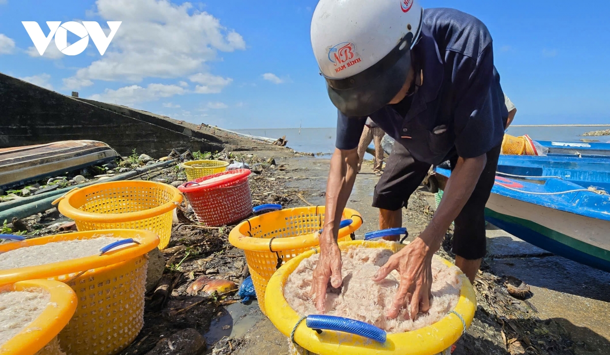 Người dân Cà Mau kiếm 2-3 triệu đồng/ngày nhờ khai thác ruốc biển - Ảnh 11