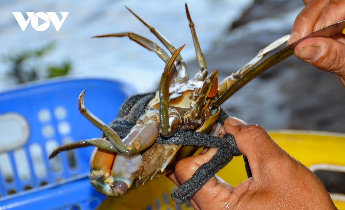 Cua Cà Mau tại sao ngon, ai cũng muốn thưởng thức? - Ảnh 12