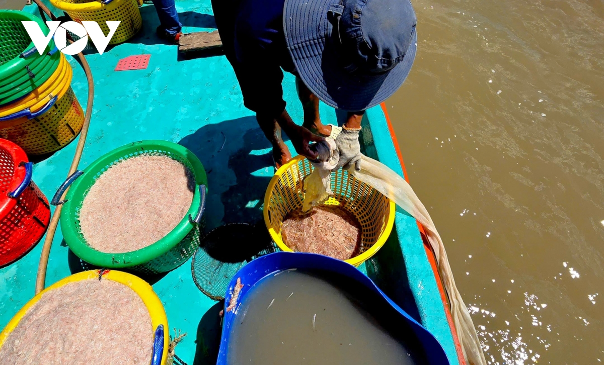Người dân Cà Mau kiếm 2-3 triệu đồng/ngày nhờ khai thác ruốc biển - Ảnh 12