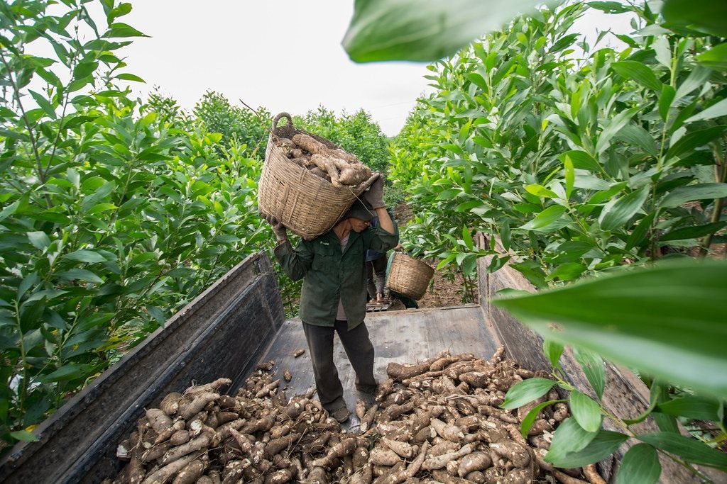 Xuất khẩu chủ yếu cho Việt Nam và Thái Lan, Campuchia đang muốn giảm lượng bán ra mặt hàng này - Ảnh 2