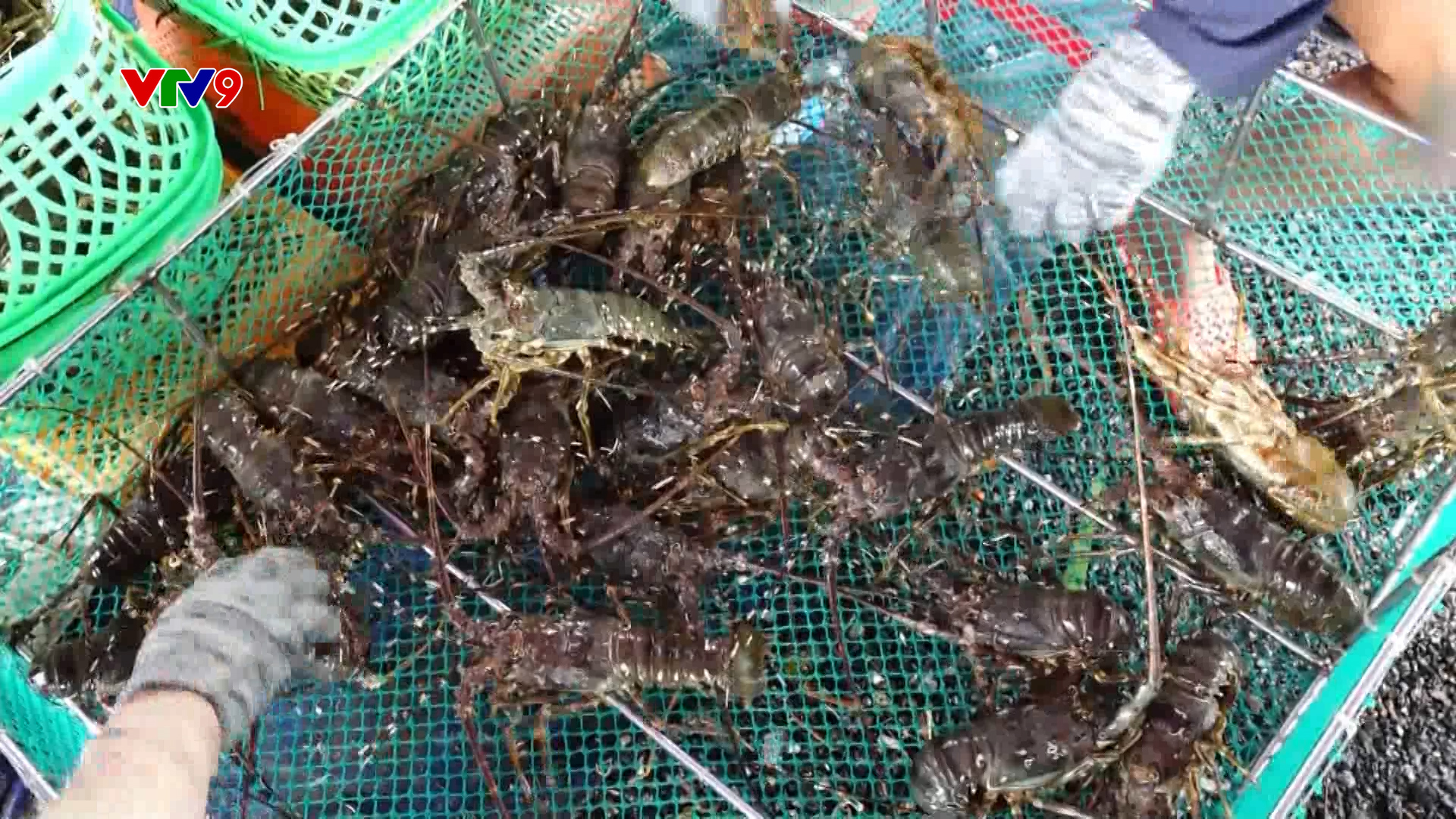 Xuất khẩu của ngành nông nghiệp có thể vượt 60 tỷ USD - Ảnh 1