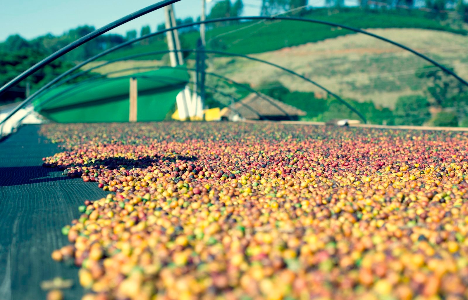 Là nhà xuất khẩu Top 2 thế giới nhưng Việt Nam vẫn chi đậm tiền để mua mặt hàng này - Ảnh 1