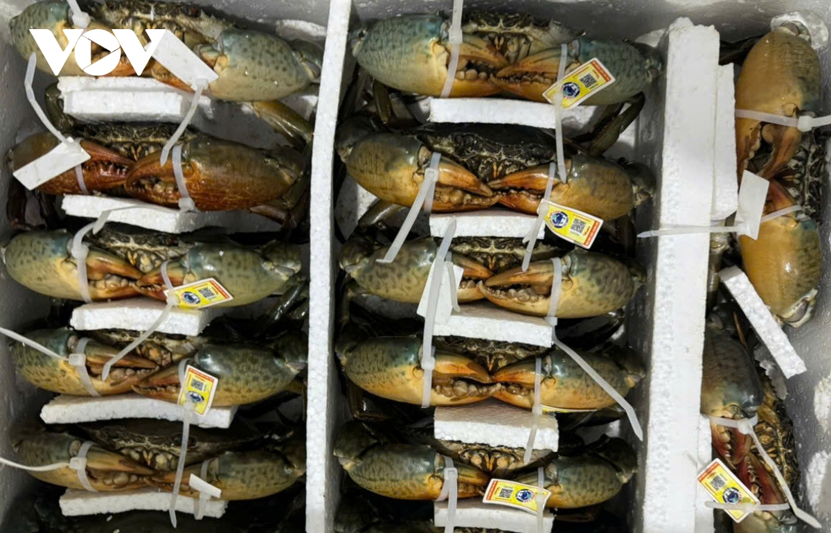 Cua Cà Mau tại sao ngon, ai cũng muốn thưởng thức? - Ảnh 3