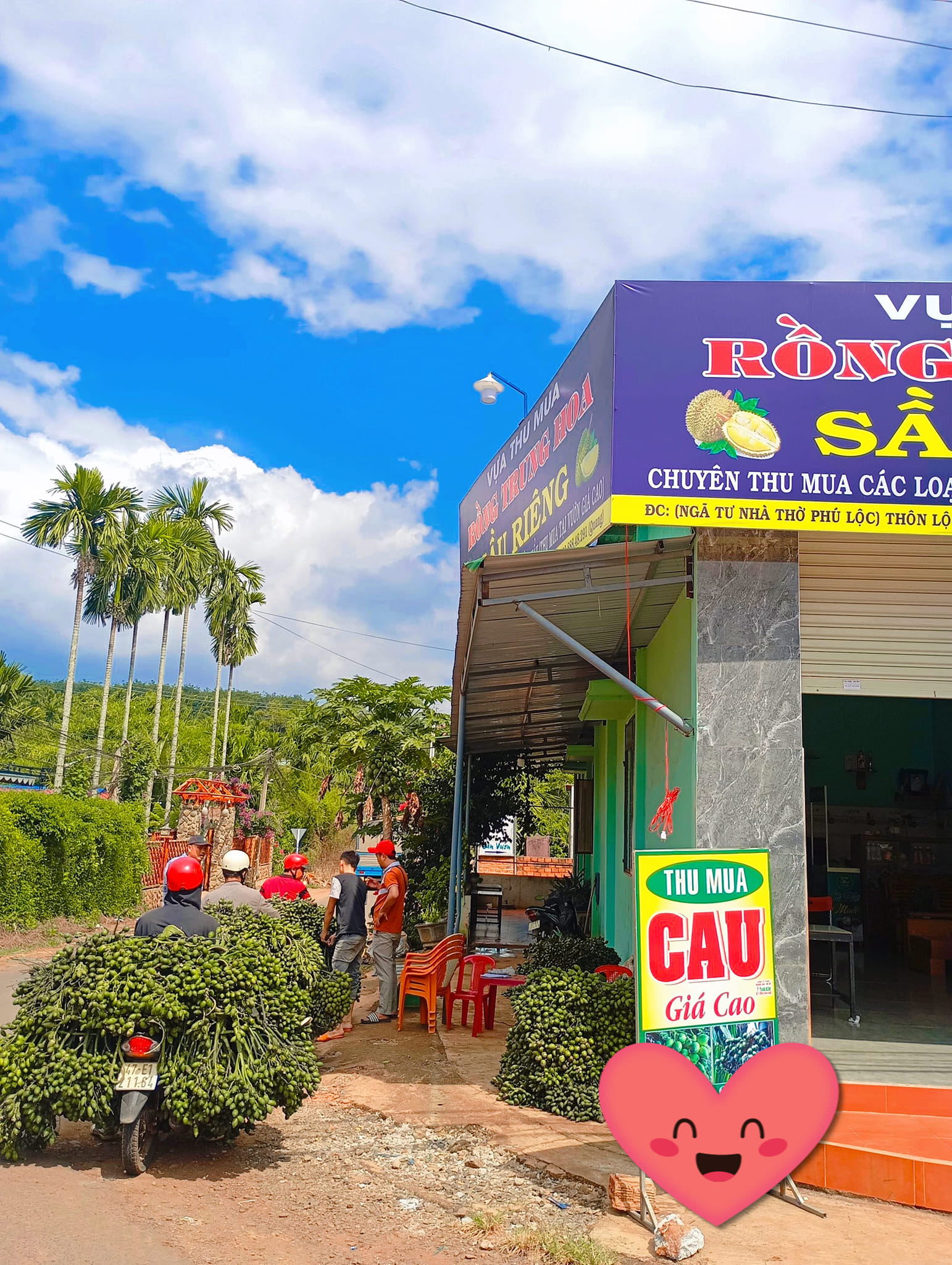 Thứ quả hay trồng quanh ngõ được thương nhân Trung Quốc ráo riết thu gom, giá tăng kỷ lục: 1 tấn quả đổi được 1 lượng vàng - Ảnh 3