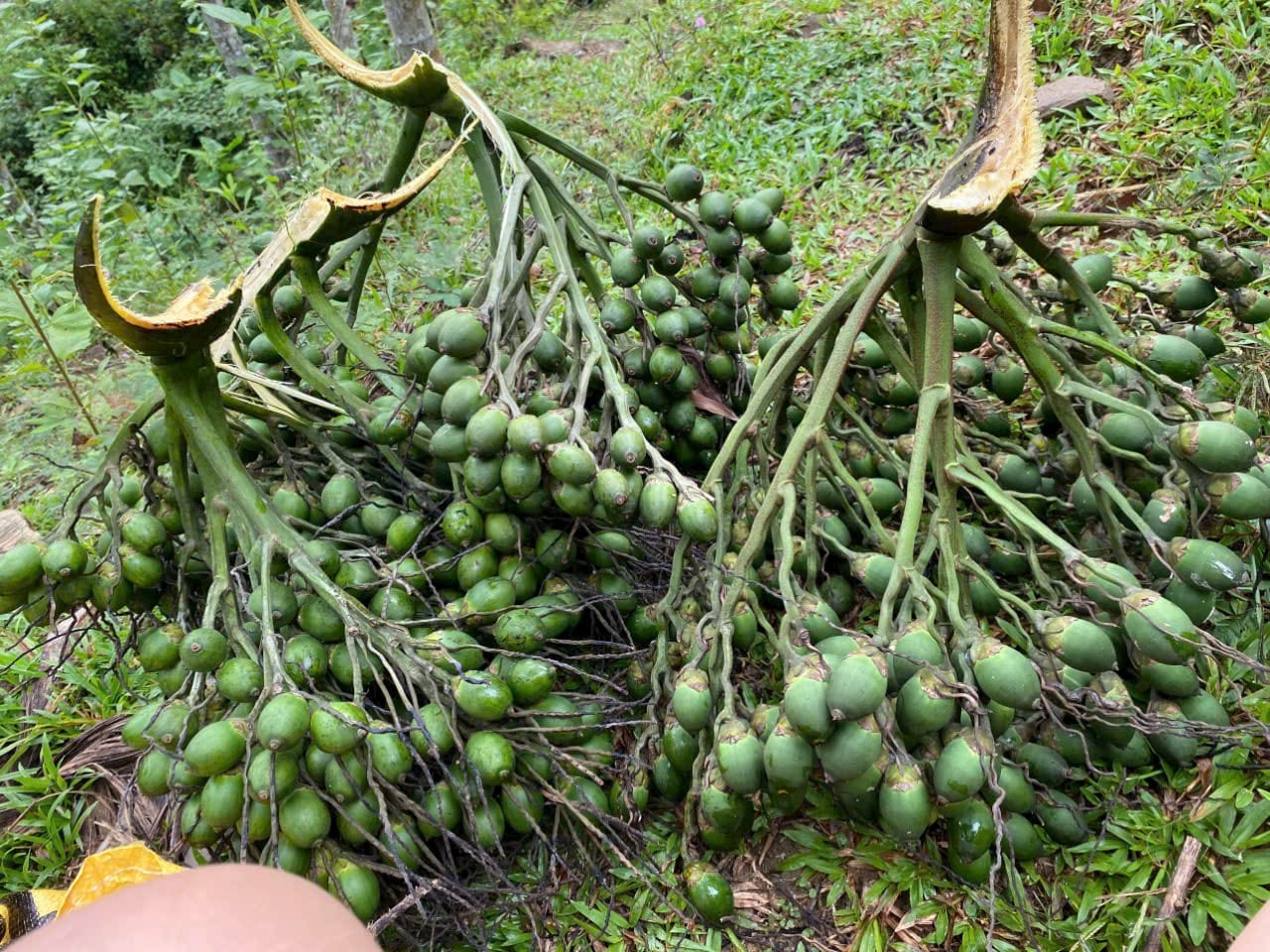 Thứ quả hay trồng quanh ngõ được thương nhân Trung Quốc ráo riết thu gom, giá tăng kỷ lục: 1 tấn quả đổi được 1 lượng vàng - Ảnh 6