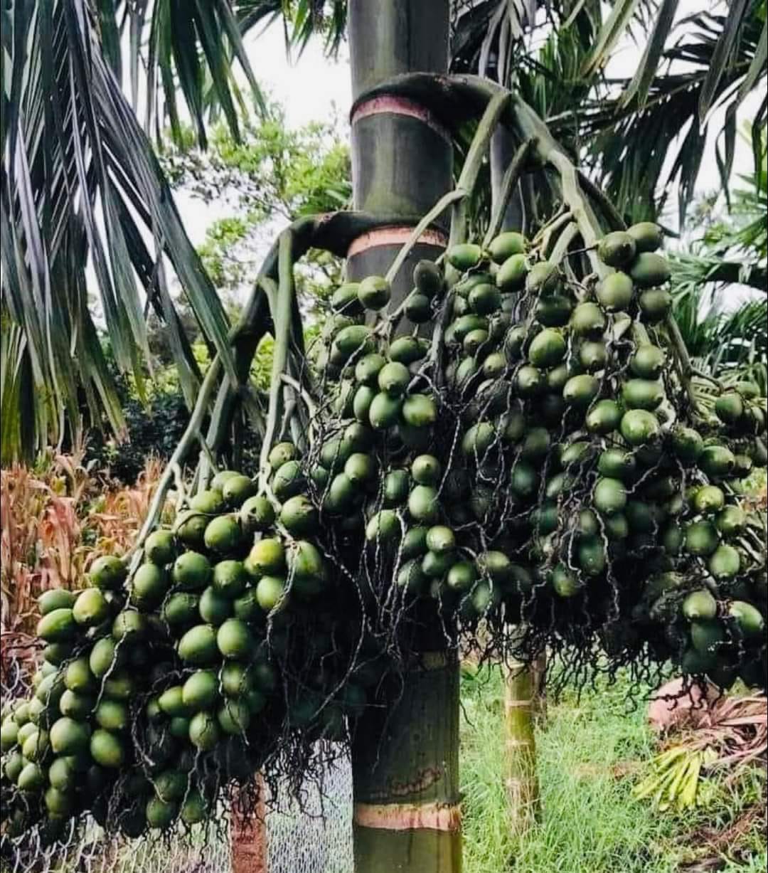 Thứ quả hay trồng quanh ngõ được thương nhân Trung Quốc ráo riết thu gom, giá tăng kỷ lục: 1 tấn quả đổi được 1 lượng vàng - Ảnh 7