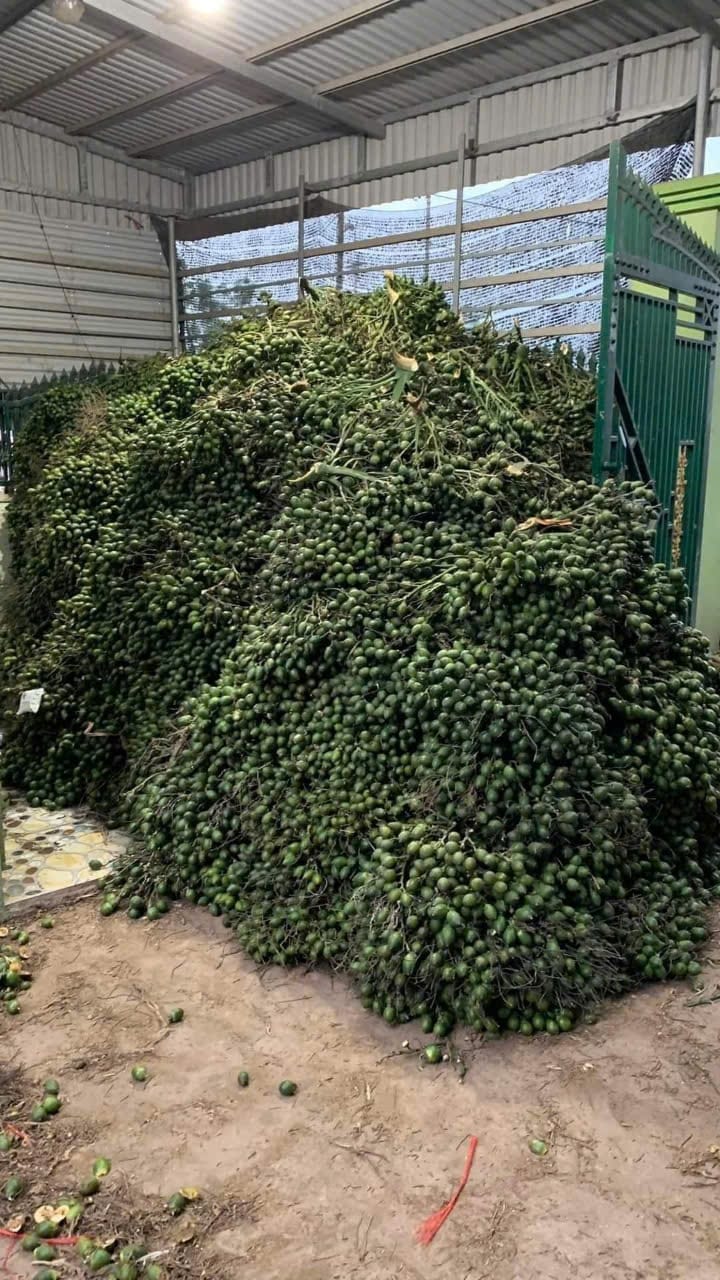 Thứ quả hay trồng quanh ngõ được thương nhân Trung Quốc ráo riết thu gom, giá tăng kỷ lục: 1 tấn quả đổi được 1 lượng vàng - Ảnh 5