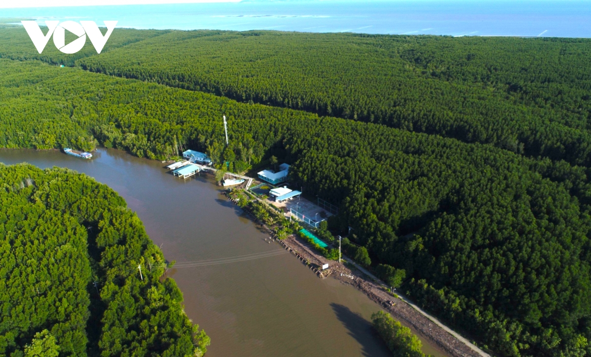 Cua Cà Mau tại sao ngon, ai cũng muốn thưởng thức? - Ảnh 5