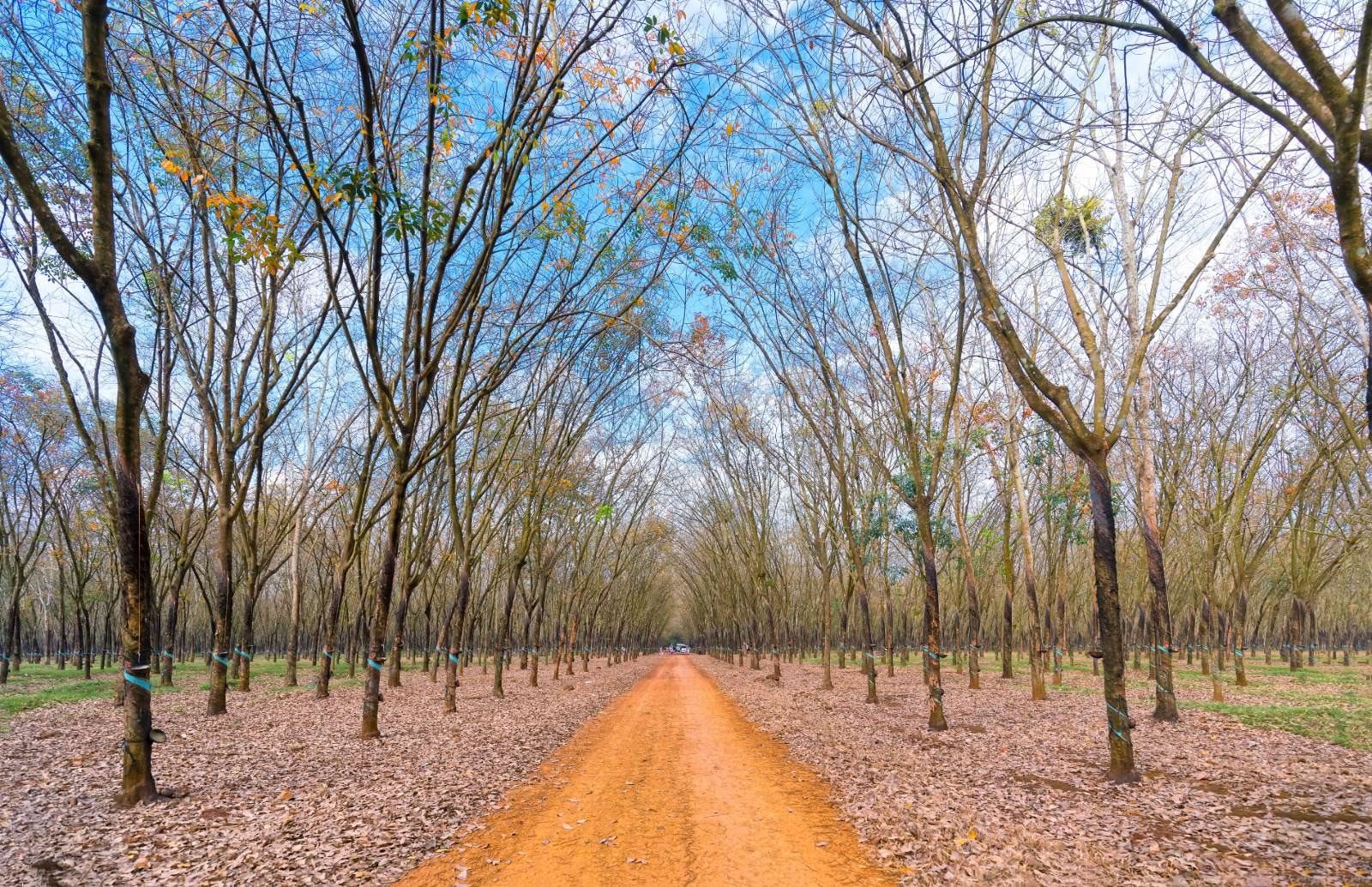 Trong 9 tháng, tỉnh giáp biên thu 85 triệu USD từ "vàng trắng" - Ảnh 3