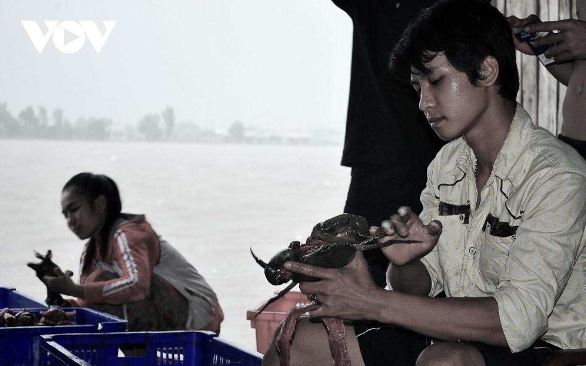 Cua Cà Mau tại sao ngon, ai cũng muốn thưởng thức? - Ảnh 6