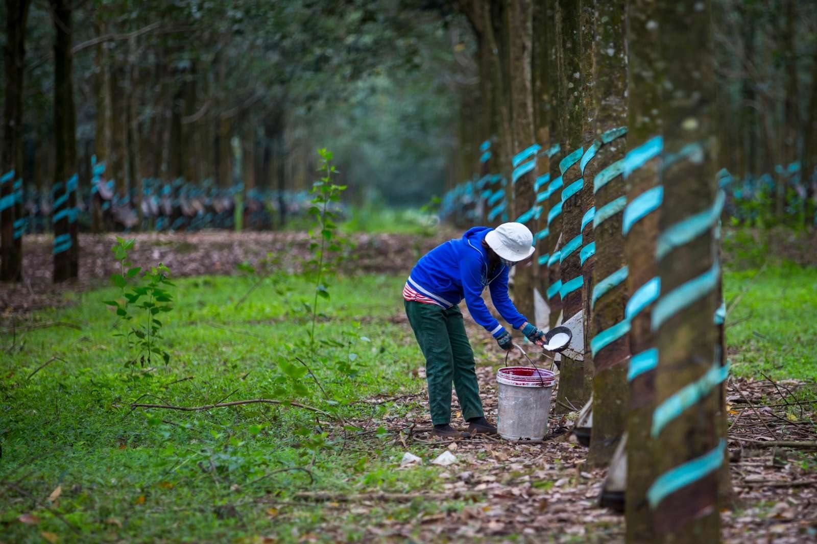 Trong 9 tháng, tỉnh giáp biên thu 85 triệu USD từ "vàng trắng" - Ảnh 2