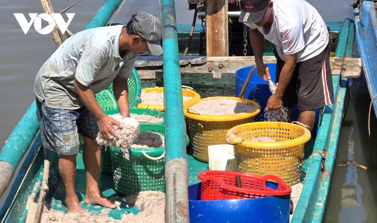 Người dân Cà Mau kiếm 2-3 triệu đồng/ngày nhờ khai thác ruốc biển - Ảnh 9