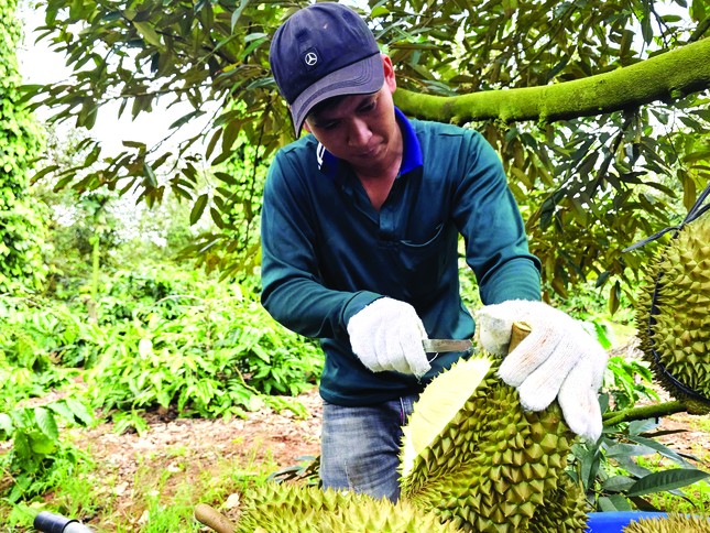 Cây 'tỷ đô' rộng cửa vào thị trường tỷ dân - Ảnh 2