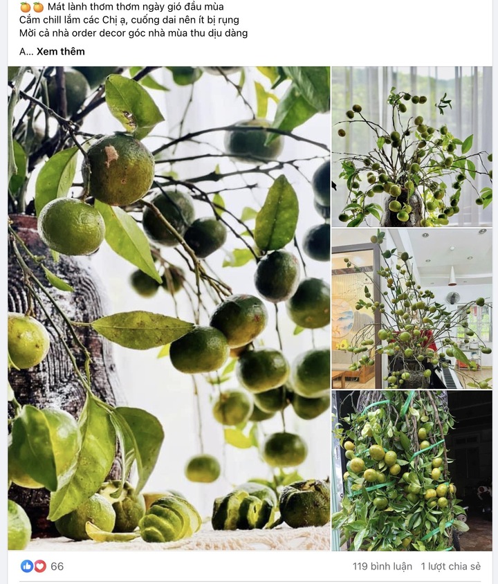 Rộ thú chơi cắm quýt cả cành, chị em say sưa lùng mua - Ảnh 2