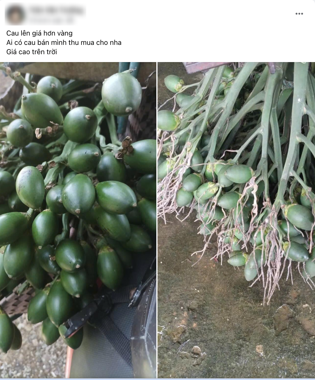 Thứ quả hay trồng quanh ngõ được thương nhân Trung Quốc ráo riết thu gom, giá tăng kỷ lục: 1 tấn quả đổi được 1 lượng vàng - Ảnh 2