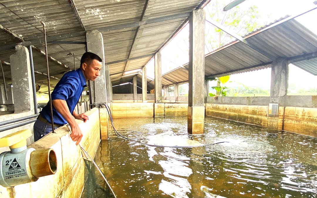 Từ đôi bàn tay trắng, anh nông dân nhẹ nhàng kiếm hơn 1 tỷ đồng/năm nhờ nuôi con "hiền lành, mắn đẻ" - Ảnh 1