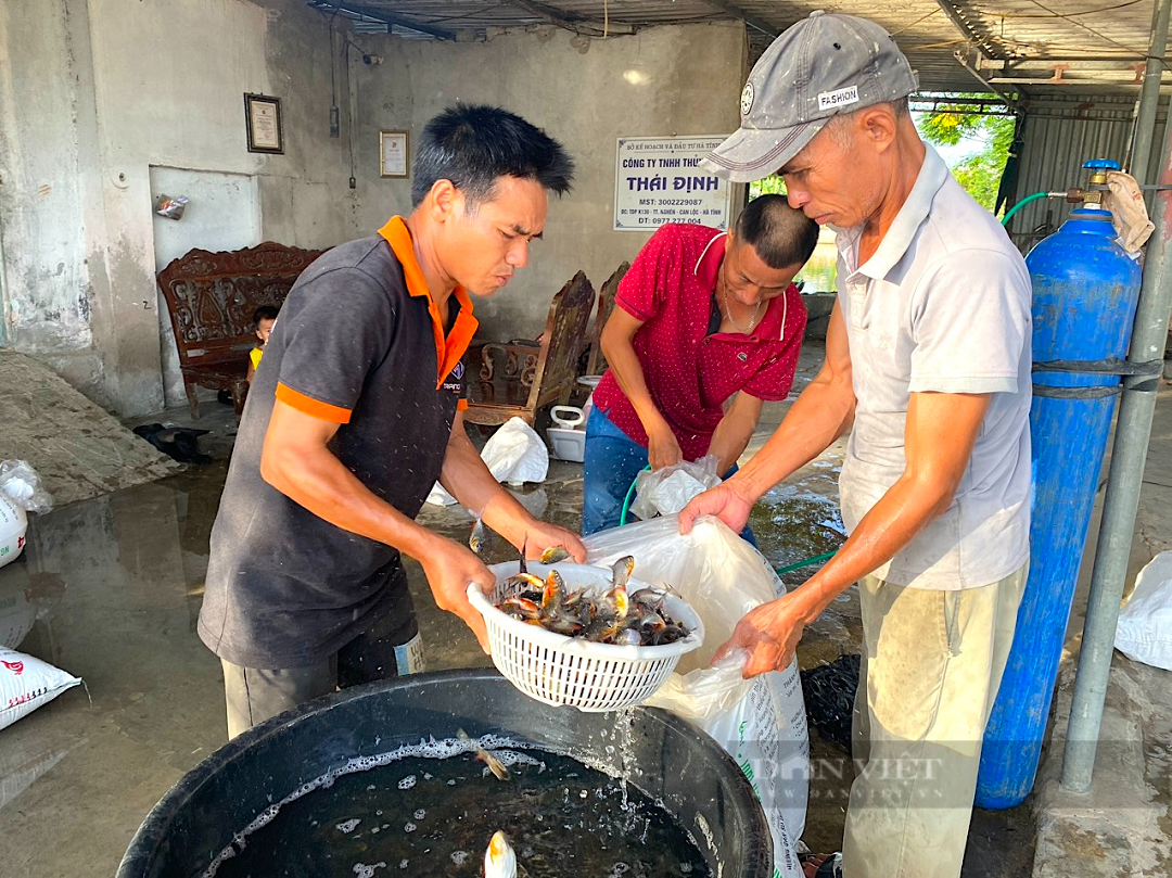 Từ đôi bàn tay trắng, anh nông dân nhẹ nhàng kiếm hơn 1 tỷ đồng/năm nhờ nuôi con "hiền lành, mắn đẻ" - Ảnh 3