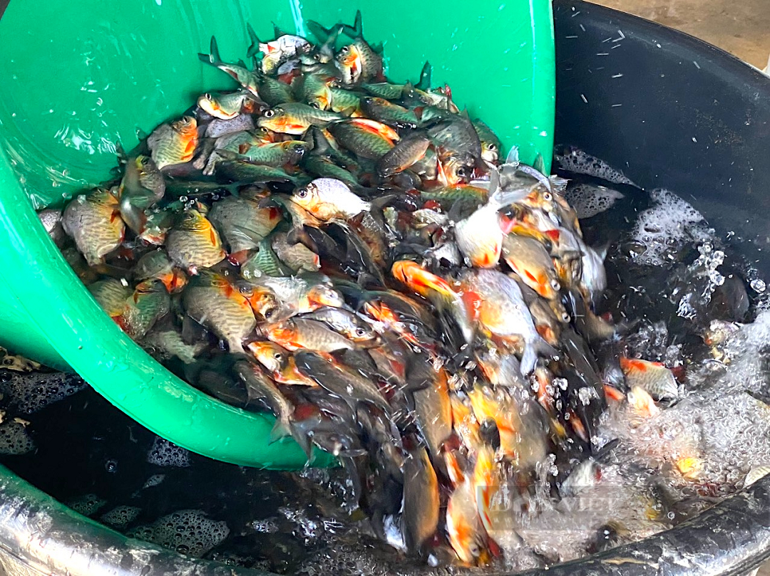 Từ đôi bàn tay trắng, anh nông dân nhẹ nhàng kiếm hơn 1 tỷ đồng/năm nhờ nuôi con "hiền lành, mắn đẻ" - Ảnh 2