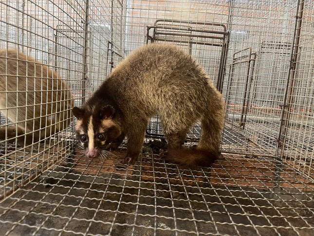 Anh nông dân nuôi con "phàm ăn, mắn đẻ", mỗi năm đút túi 3 tỷ đồng - Ảnh 2