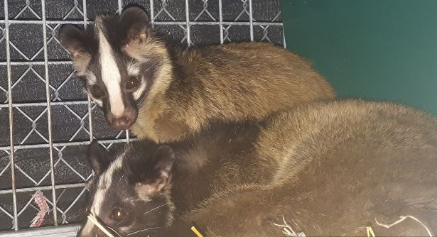 Anh nông dân nuôi con "phàm ăn, mắn đẻ", mỗi năm đút túi 3 tỷ đồng - Ảnh 4