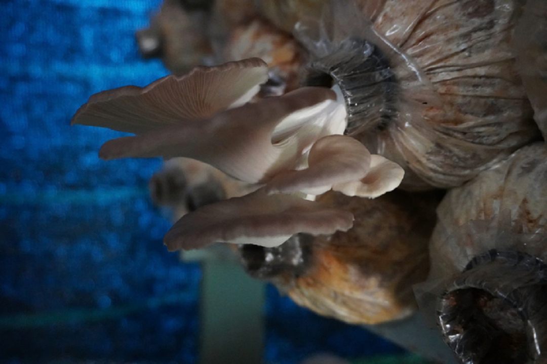 Anh nông dân trồng cây không lá "quý như vàng", nhẹ nhàng lãi 500 triệu đồng - Ảnh 2