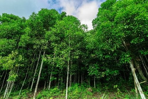 Trồng loại cây lấy vỏ triệu đô, Việt Nam vươn lên top 3 thế giới: Ấn Độ, Indonesia liên tục săn lùng, thu gần 200 triệu USD kể từ đầu năm - Ảnh 1