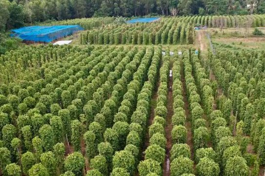 Hàng chục nghìn tấn ‘vàng trên cây’ từ Campuchia, Indonesia đổ bộ giúp Việt Nam xuất khẩu bỏ xa cả thế giới: Chiếm giữ hơn 60% thị phần, nước ta thu về hàng tỷ USD kể từ đầu năm - Ảnh 1