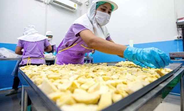 Giá sầu riêng tại Trung Quốc sắp 'có biến' vì một động thái của Malaysia, ngôi vương của Thái Lan và Việt Nam liệu có bị lung lay? - Ảnh 1