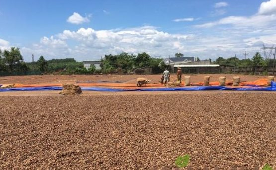 Hàng trăm nghìn tấn 'báu vật' của Campuchia tiếp tục đổ về Việt Nam - mặt hàng gì mà nước ta chi tỷ USD gom hàng? - Ảnh 1