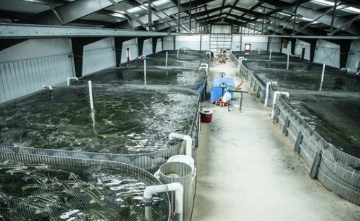 'Kho báu' ngoài khơi hơn 1 triệu tấn mang về 1,5 tỷ USD cho Việt Nam - 2/3 thế giới chọn mua - Ảnh 1