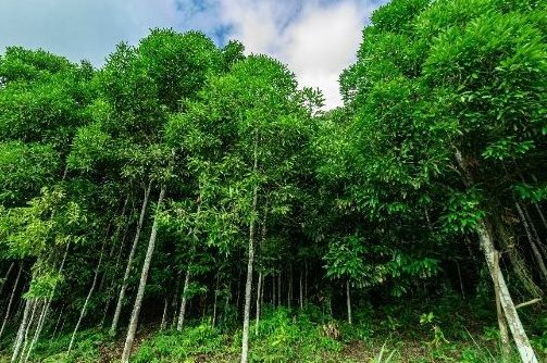 Loài cây gỗ quý từ Indonesia giúp Việt Nam lên ngôi vương của thế giới: Nước ta sở hữu diện tích trồng hơn 180.000 ha, thu về gần 200 triệu USD kể từ đầu năm - Ảnh 1