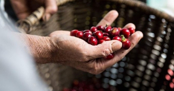 Vì sao cà phê Robusta bất ngờ rớt giá thảm hại sau chuỗi ngày tăng chưa từng có?