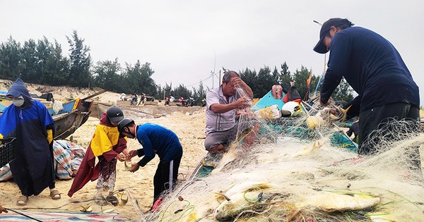 Trúng đậm luồng cá chim vàng, ngư dân Quảng Bình thu 270 triệu trong một buổi chiều