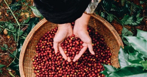 Xuất khẩu cà phê Robusta hưởng lợi nhờ thị trường thế giới biến động