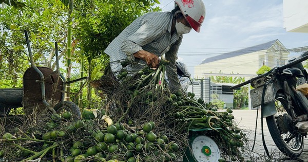 Quảng Ngãi: Giá cau cao kỷ lục, "trăm năm mới có một lần"