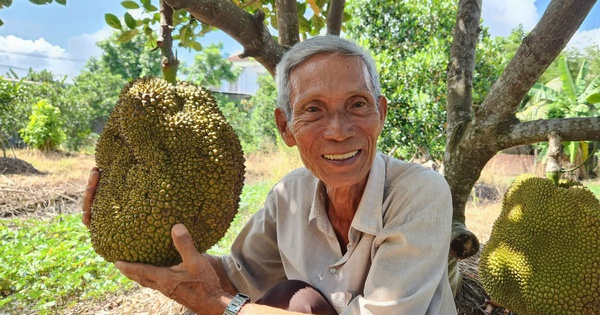 Lão nông ở Cần Thơ trồng giống mít "lạ", khách tranh mua