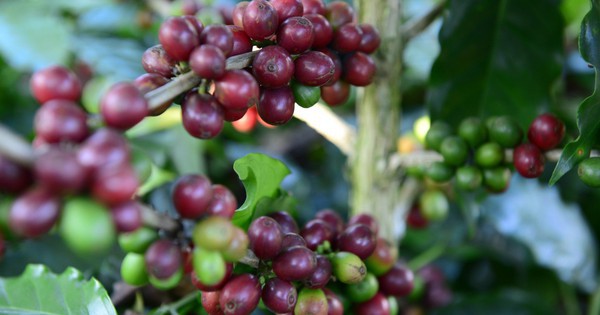 Cà phê Robusta, Arabica đồng loạt tăng giá sốc