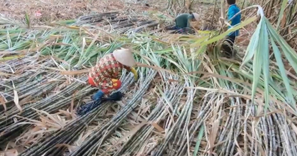 Nông dân Hậu Giang ăn, ngủ không yên vì lo mía không bán được, giá thấp