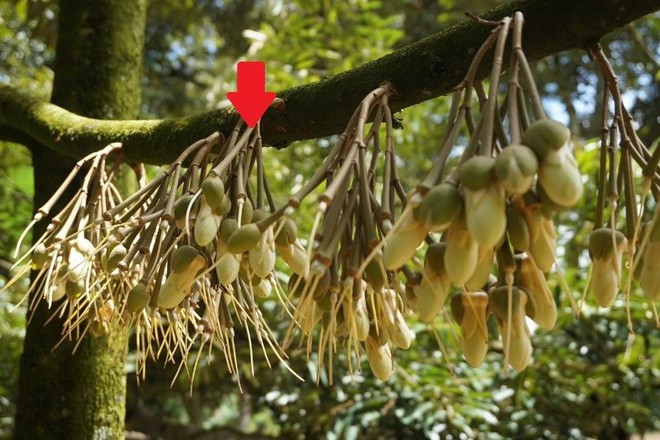 Chưa từng có: Việt Nam nhập tăng hơn 1.000% loại quả mà nước ta vừa lập kỷ lục xuất khẩu nhiều tỷ USD - Ảnh 1