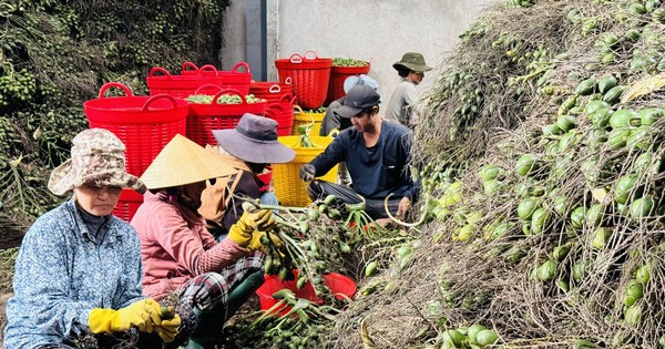 Thương lái Trung Quốc 'quay xe', giá cau ở Quảng Ngãi lao dốc