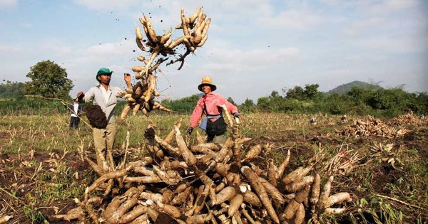 Xuất khẩu chủ yếu cho Việt Nam và Thái Lan, Campuchia đang muốn giảm lượng bán ra mặt hàng này