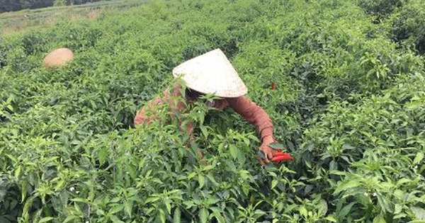 Lào, Trung Quốc mê mệt loại quả 'nhỏ nhưng có võ' này: Việt Nam sở hữu 2 vựa khổng lồ, sản lượng mỗi năm hàng trăm nghìn tấn